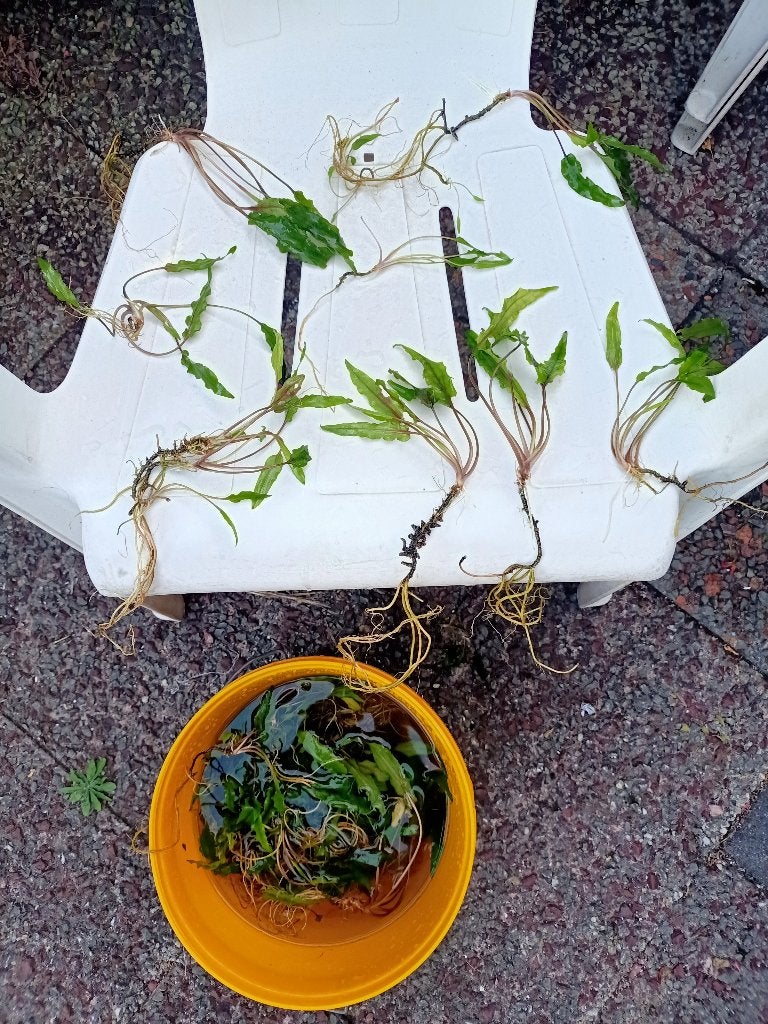 Java Varen stekken JavaVaren klein, groot vanaf..., Dieren en Toebehoren, Ophalen, Nieuw, Plant(en), Steen of Hout