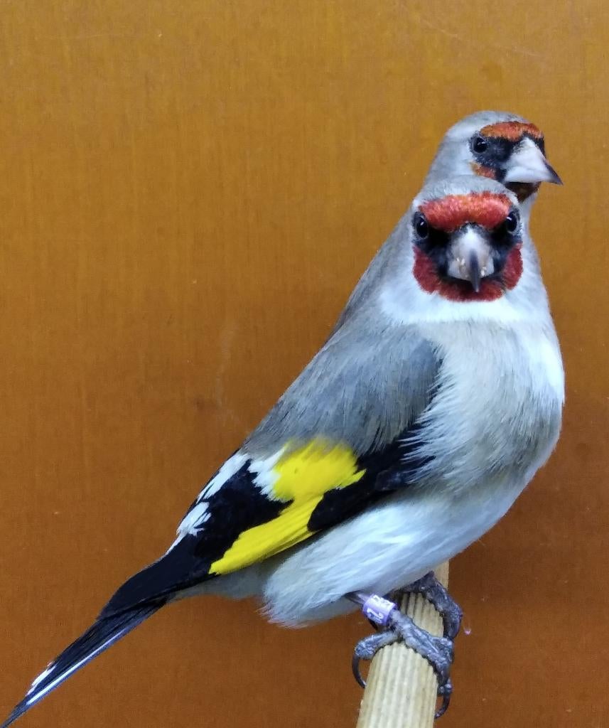 Wildzang vogels huisvesten met Avicultuur-LED verlichting, Meerdere dieren, Wildzangvogel, Geringd