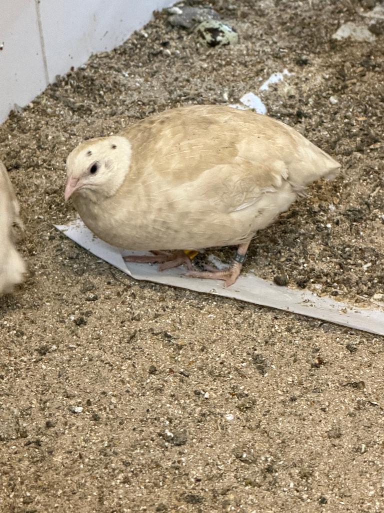 Gratis Japanse Kwartel, Dieren en Toebehoren, Vogels | Overige Vogels, Mannelijk, Geringd