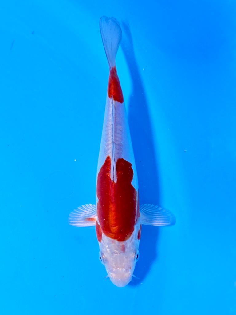 Doitsu Metallic Ochiba | Tosai 14–18 cm | Kase, Karper of Koi
