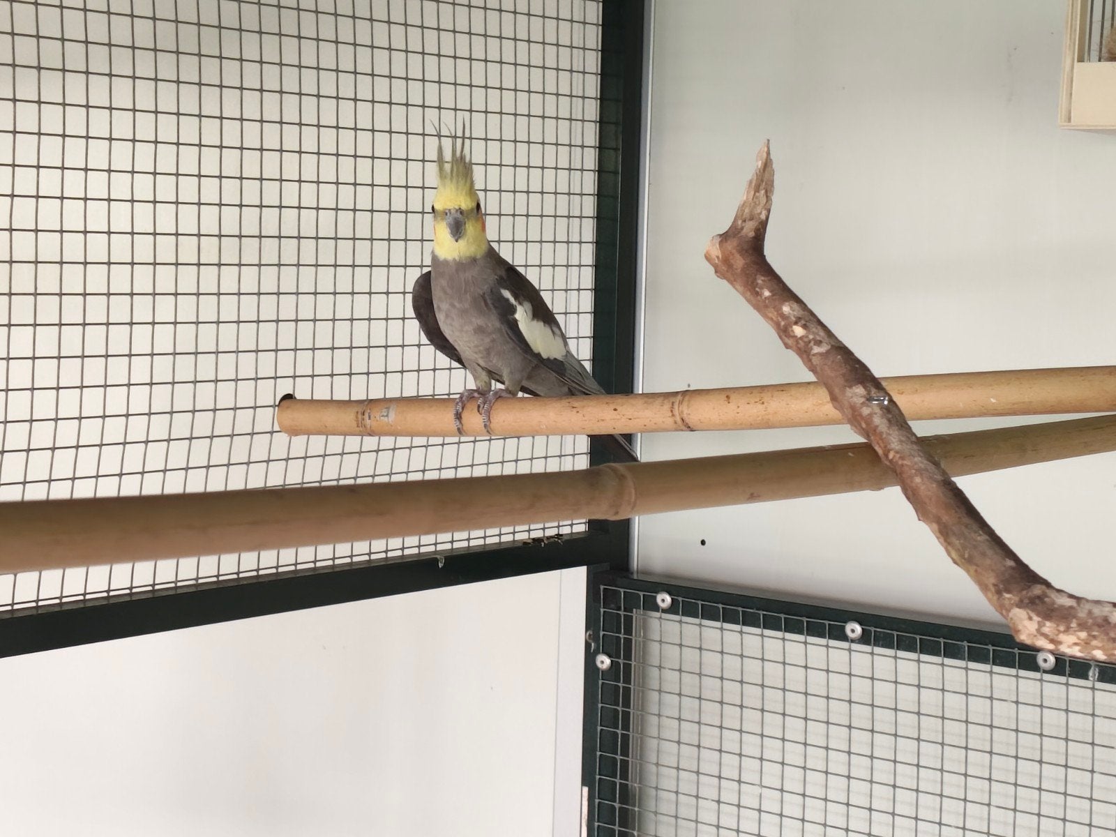 Twee koppels valk parkieten bewezen ,goed lezen, Dieren en Toebehoren, Meerdere dieren, Parkiet
