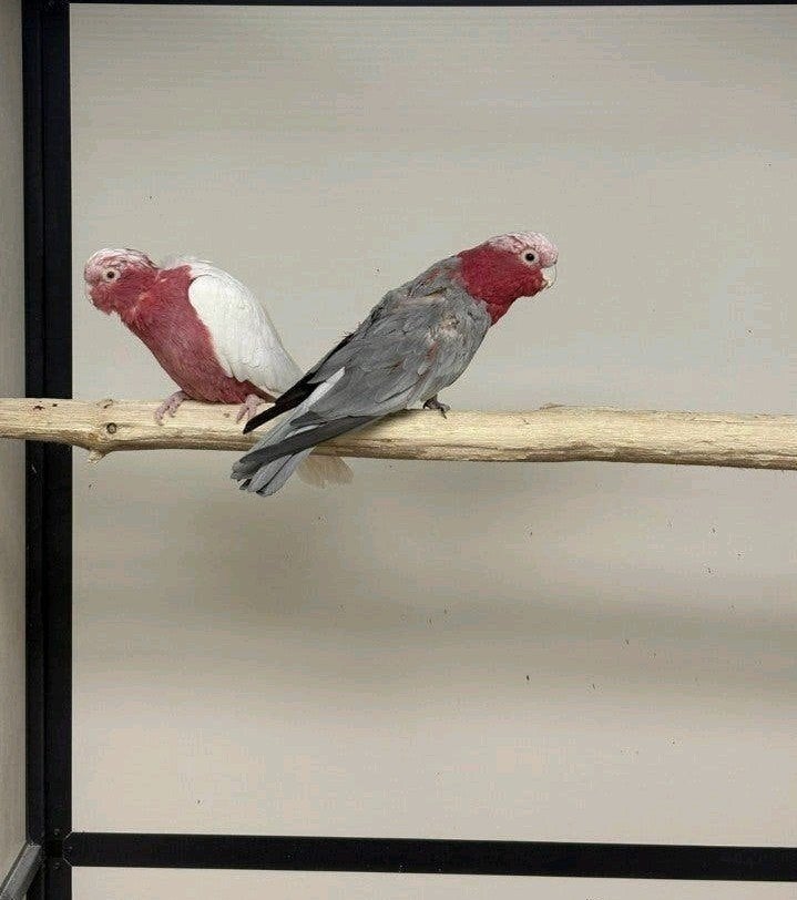 koppel rosé lutino  x split lutino, Meerdere dieren, Papegaai