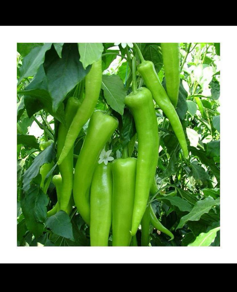 **Biologische** moestuin groente plantjes stekjes fide fidan, Ophalen, Volle zon, Groenteplanten, Eenjarig