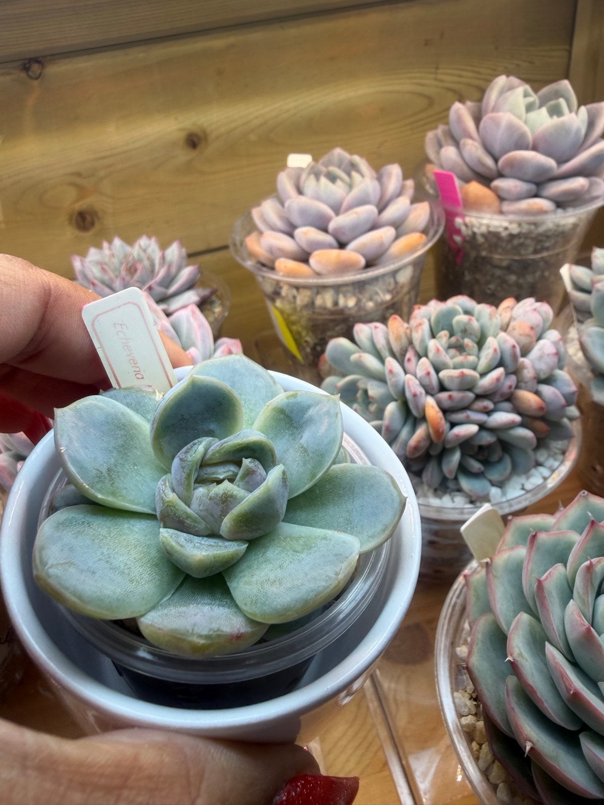 Echeveria Macchiato 6cm - Prachtige Succulent, Overige soorten, Volle zon, Vaste plant, Verzenden