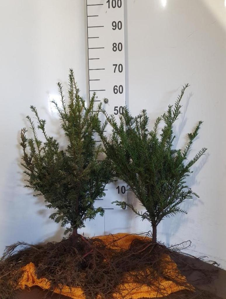 Taxus baccata (blote wortel), Ophalen, Taxus, Minder dan 100 cm