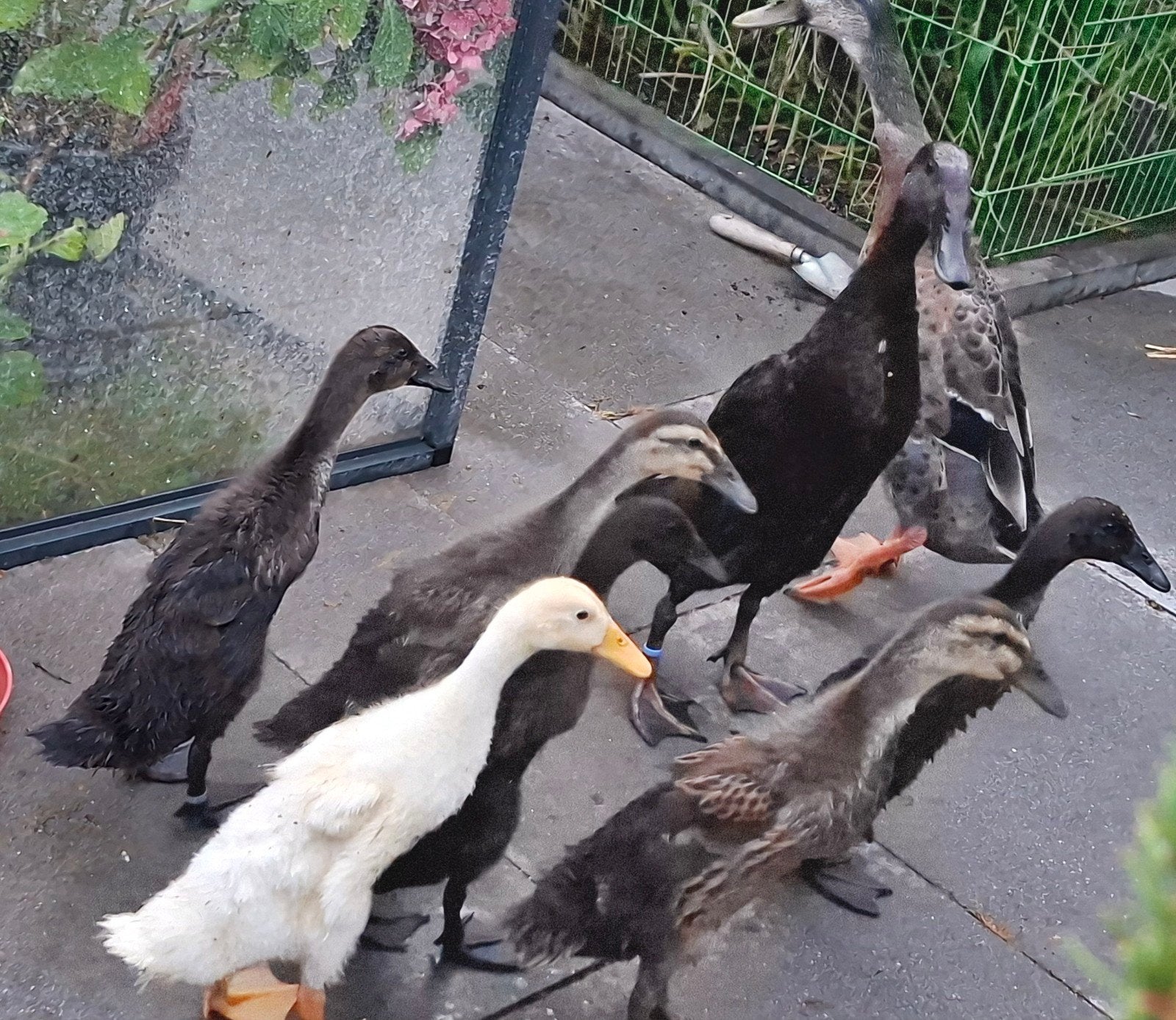 jonge indische loopeenden, Dieren en Toebehoren, Meerdere dieren, Eend
