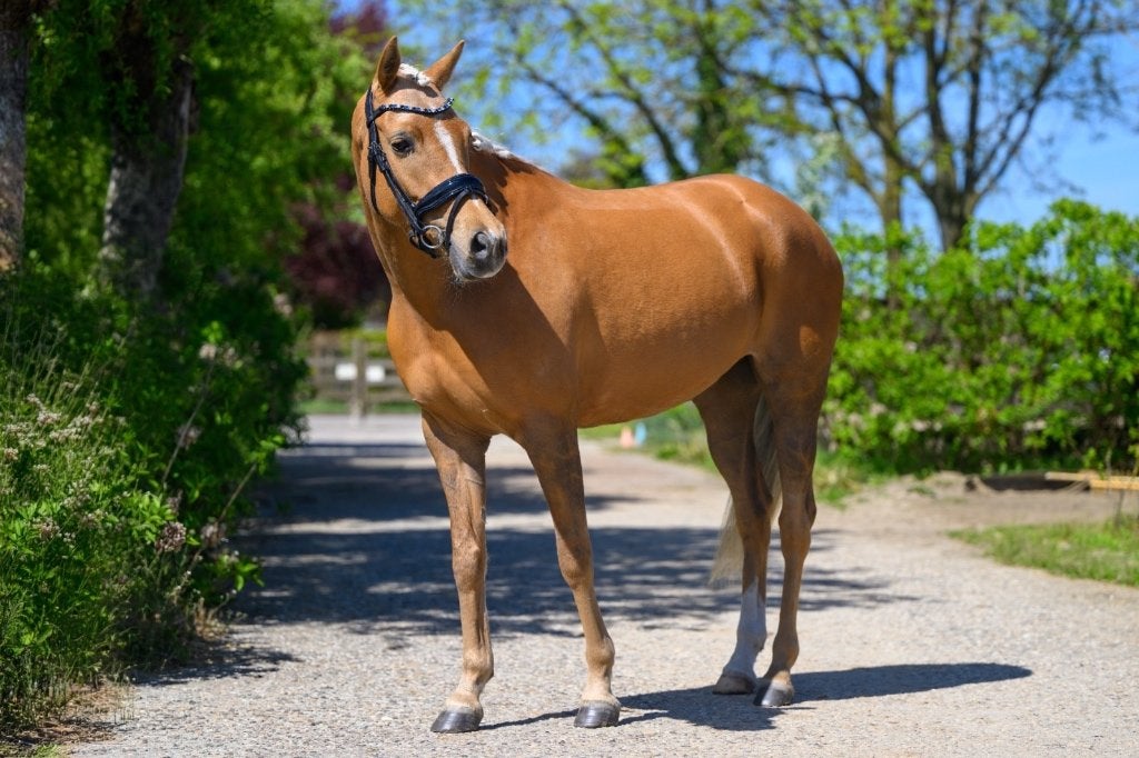 Mooie palomino pony, Merrie, Met stamboom, Dressuurpony, Zadelmak