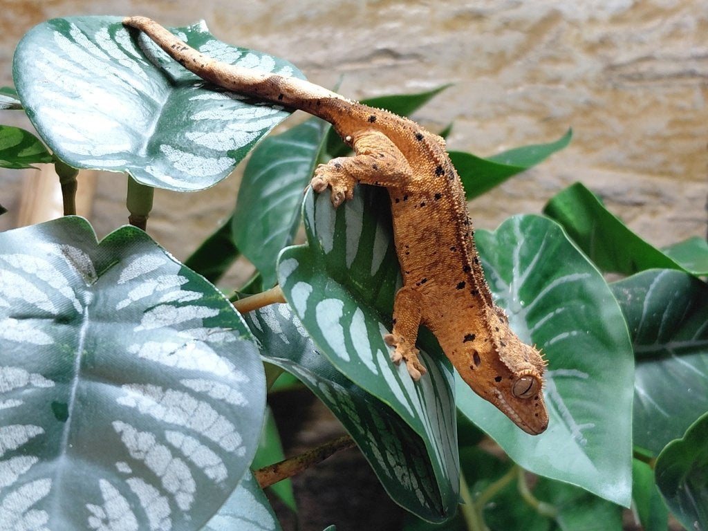 Prachtige wimpergekko’s te koop – Diverse morphs! vanaf € 30, Hagedis, 0 tot 2 jaar