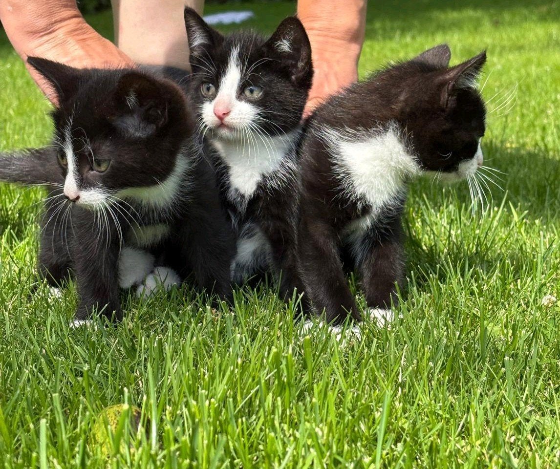 3 zwart met witte kittens, Kater