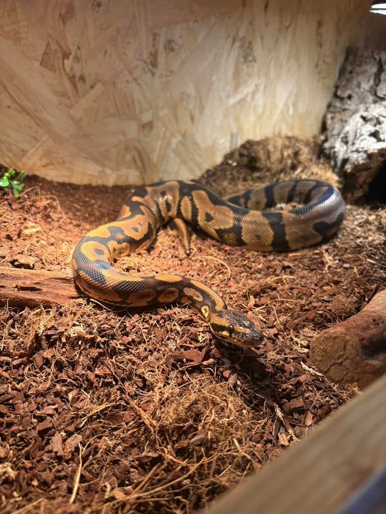 Ball python regius incl terrarium, Dieren en Toebehoren, Slang, Met terrarium, 3 tot 6 jaar