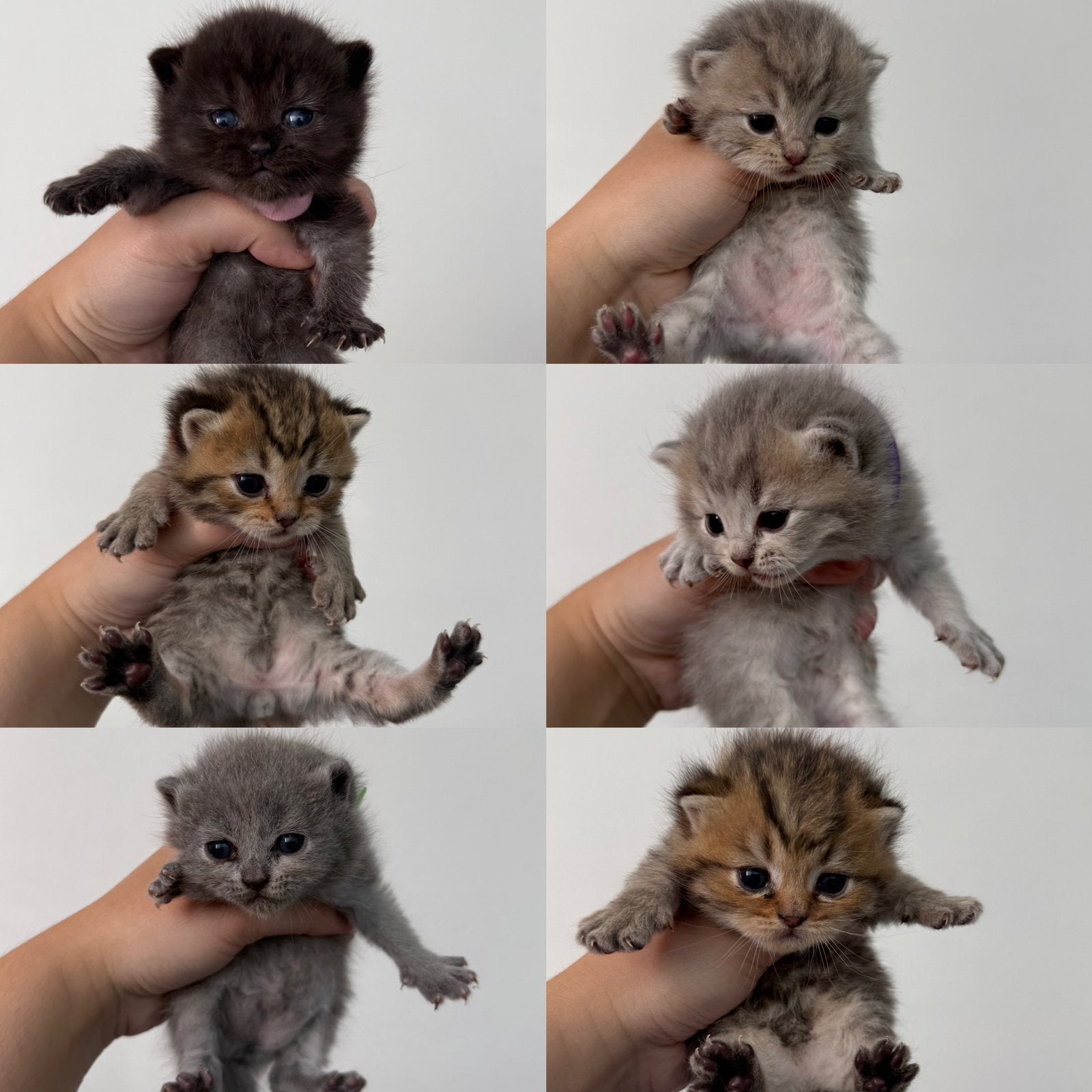 Britse kort &lang haar kittens, Dieren en Toebehoren, Katten en Kittens | Overige Katten, Meerdere dieren, Kortharig, 0 tot 2 jaar
