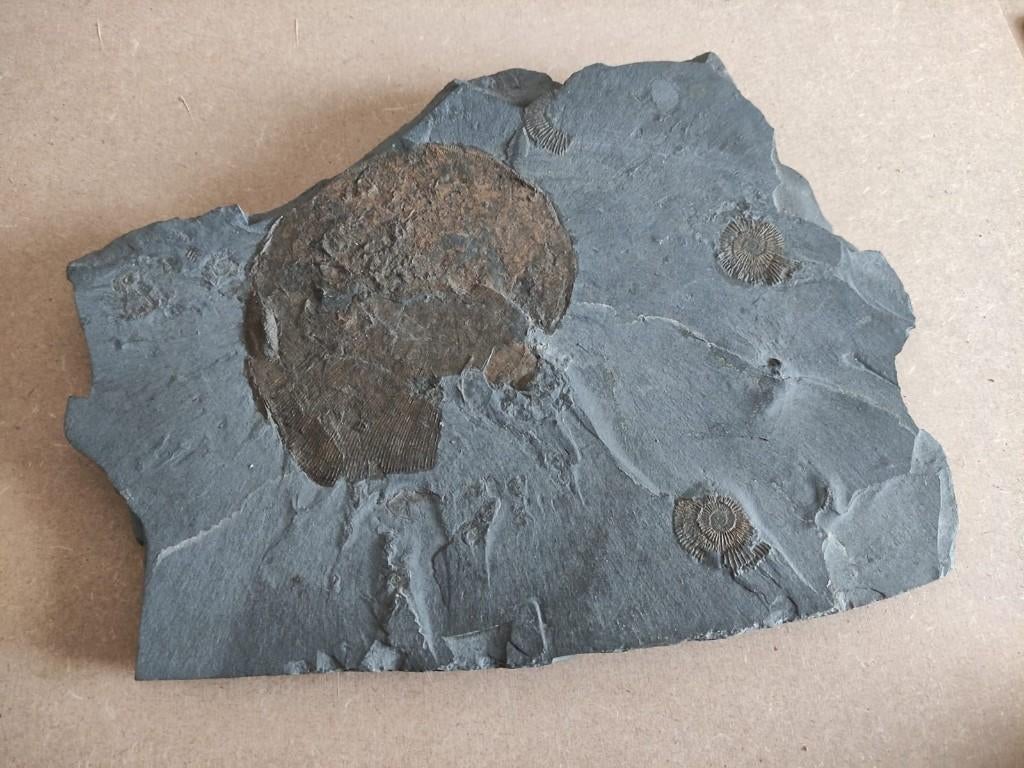 Ammoniet Phylloceras en Dactylioceras in leisteen Holzmaden, Ophalen of Verzenden, Fossiel