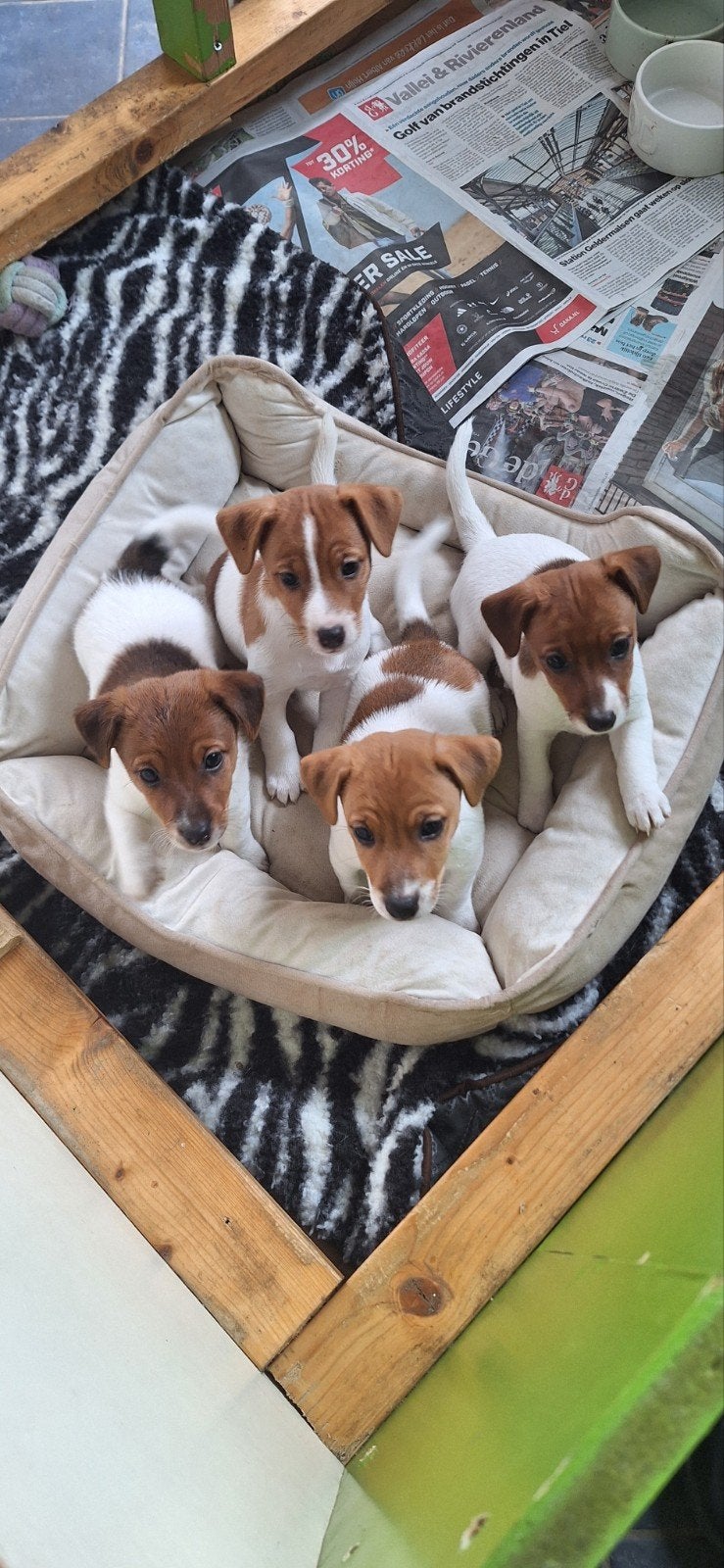 jack russels te koop, Jack Russell Terriër, 8 tot 15 weken, Meerdere, Meerdere dieren