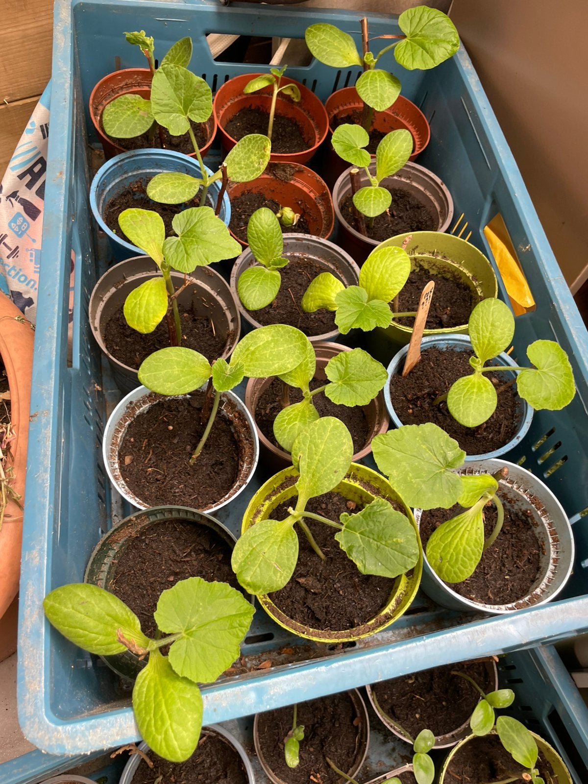 Tomaten hete paprika en pompoen, Ophalen, Eenjarig, Groenteplanten, Volle zon