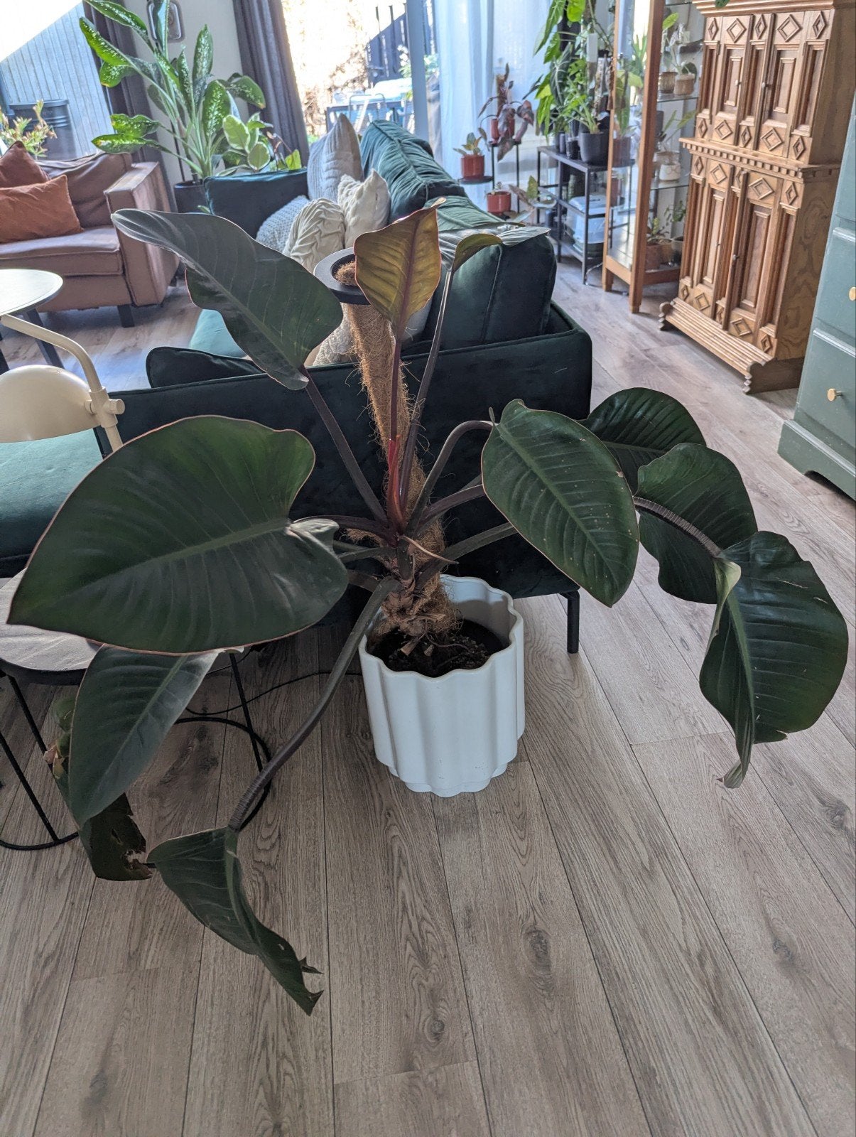 Philodendron red congo, Ophalen, Halfschaduw, Minder dan 100 cm