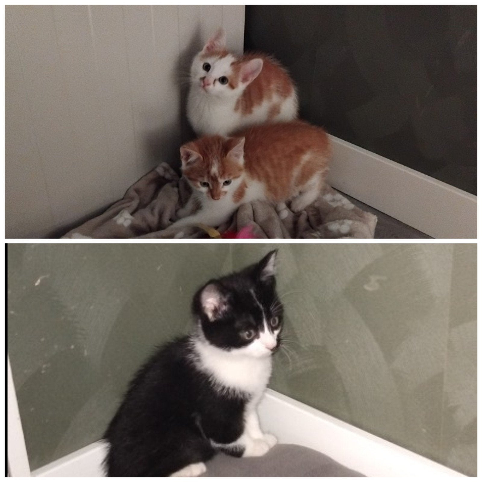 Nog 3 lieve kittens te koop!, Meerdere dieren, Kortharig, 0 tot 2 jaar