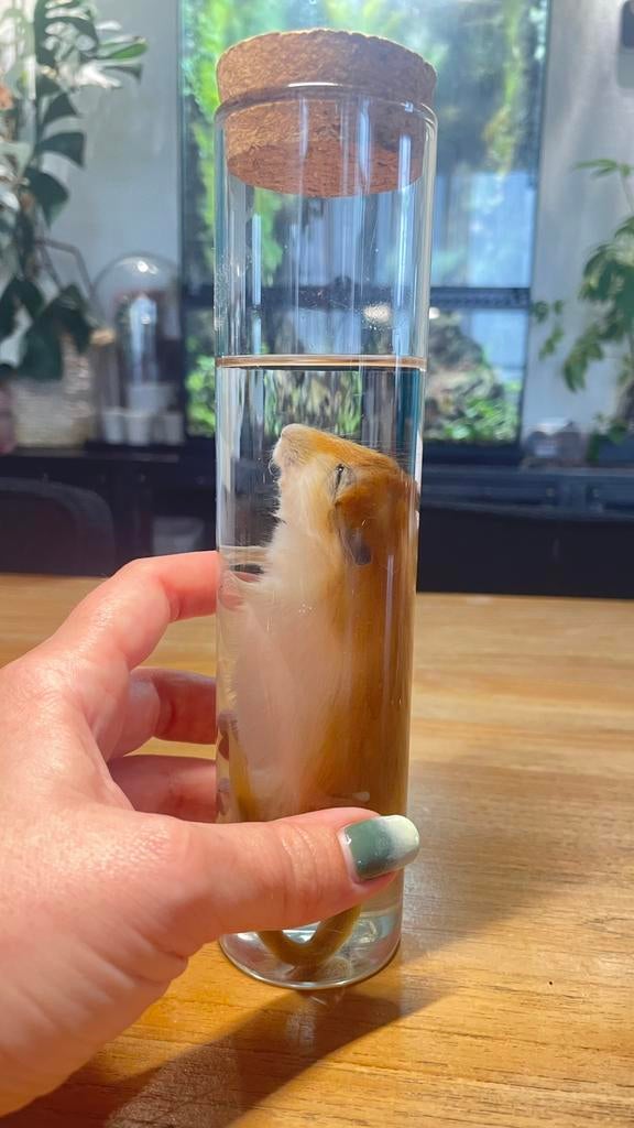 Gerbil op sterk water, Verzamelen, Dierenverzamelingen, Ophalen, Nieuw, Opgezet dier