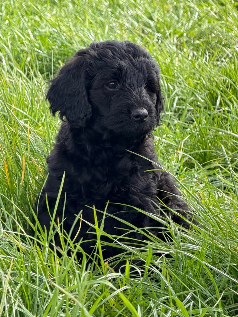 Labradoodle pup reu  zwart medium, Dieren en Toebehoren, Honden | Niet-rashonden, Middel, Reu, Fokker | Hobbymatig, Eén hond, Nederland