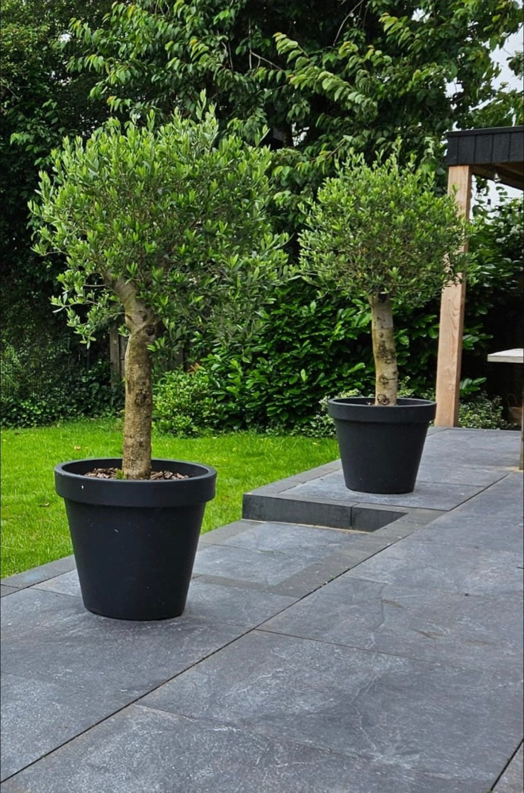 2x olijfboom te koop, Bloeit niet, 100 tot 250 cm, Olijfboom, Ophalen