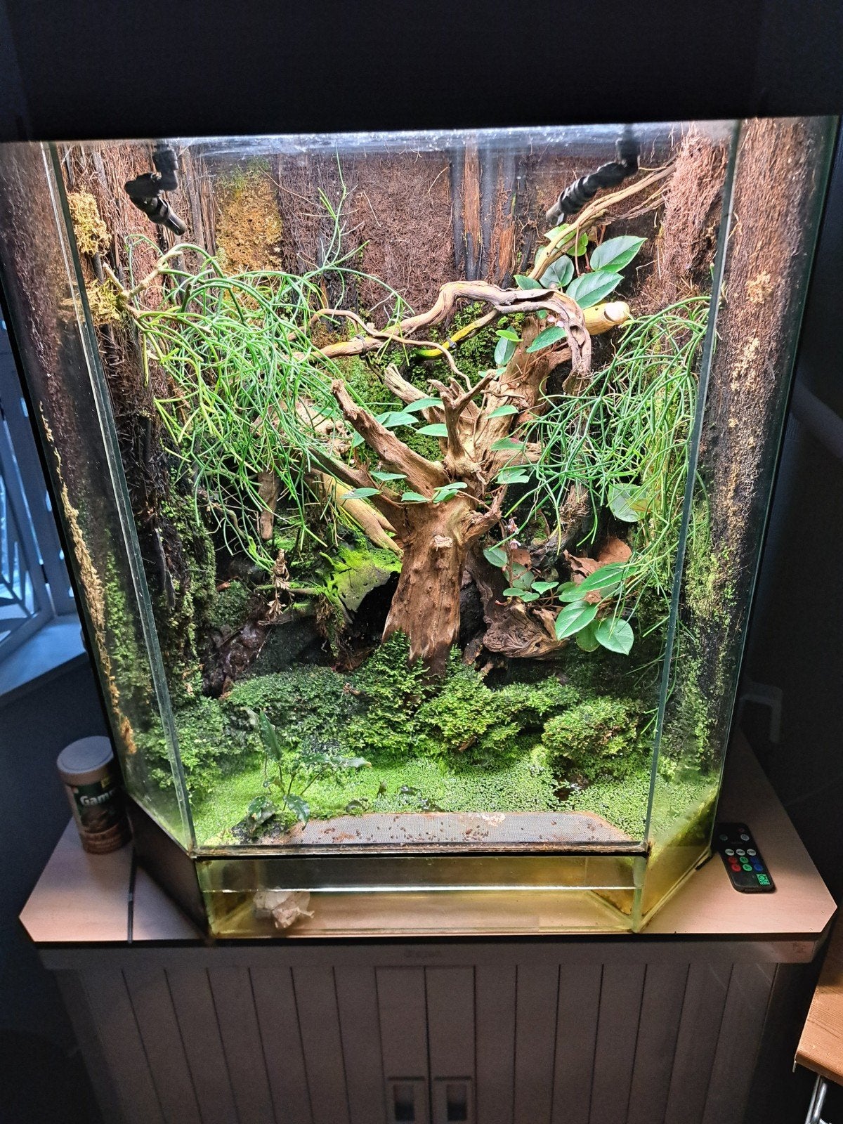 paludarium met kikkers, Ophalen, Gebruikt, Terrarium of Paludarium
