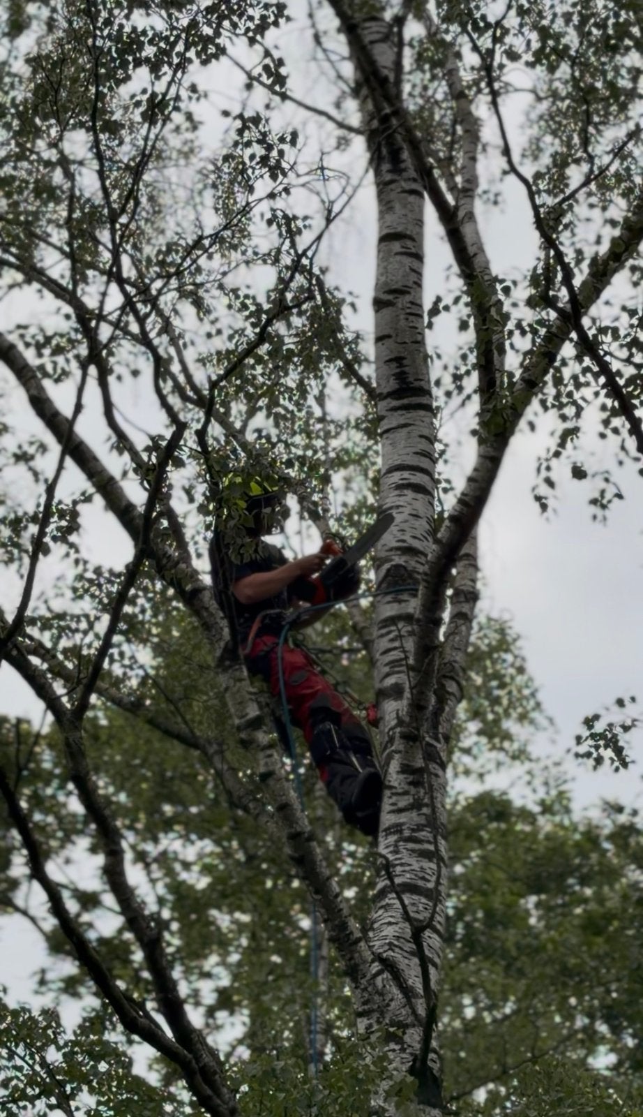 Bomen kappen verwijderen, Minder dan 3 m³, Ophalen