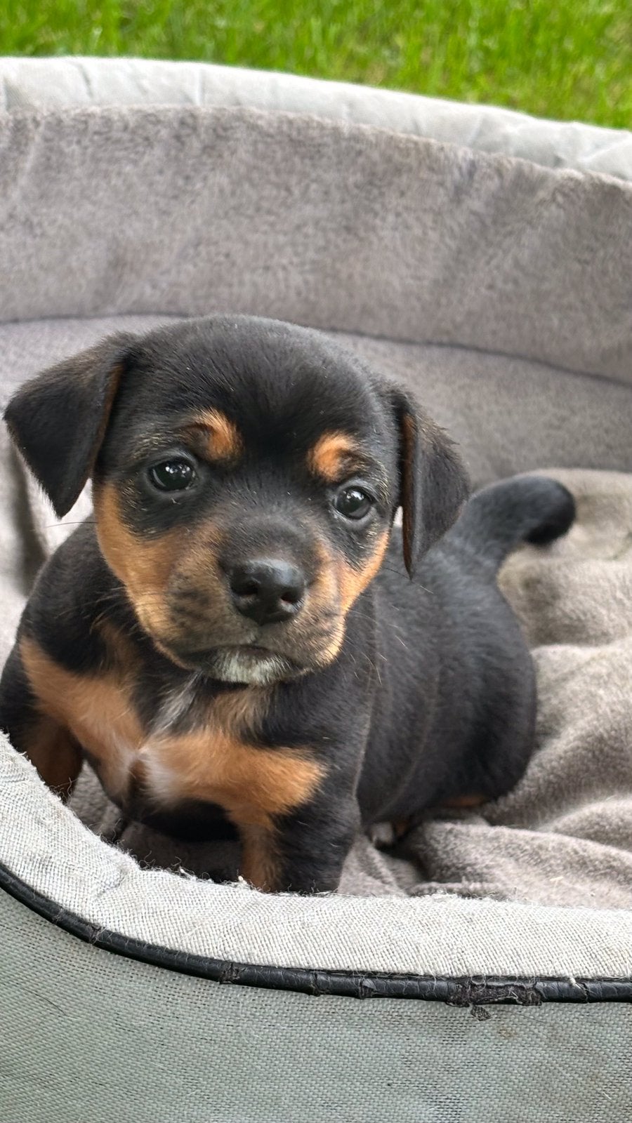 Boerenfox X Jack Russell puppy’s, Jack Russell Terriër, Meerdere, Meerdere dieren, Nederland