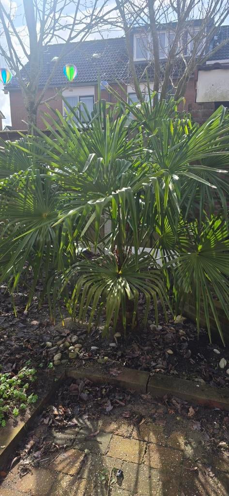 Grote winterharde Trachycarpus fortunei palmboom, Volle zon, Vaste plant, Bloeit niet, Ophalen