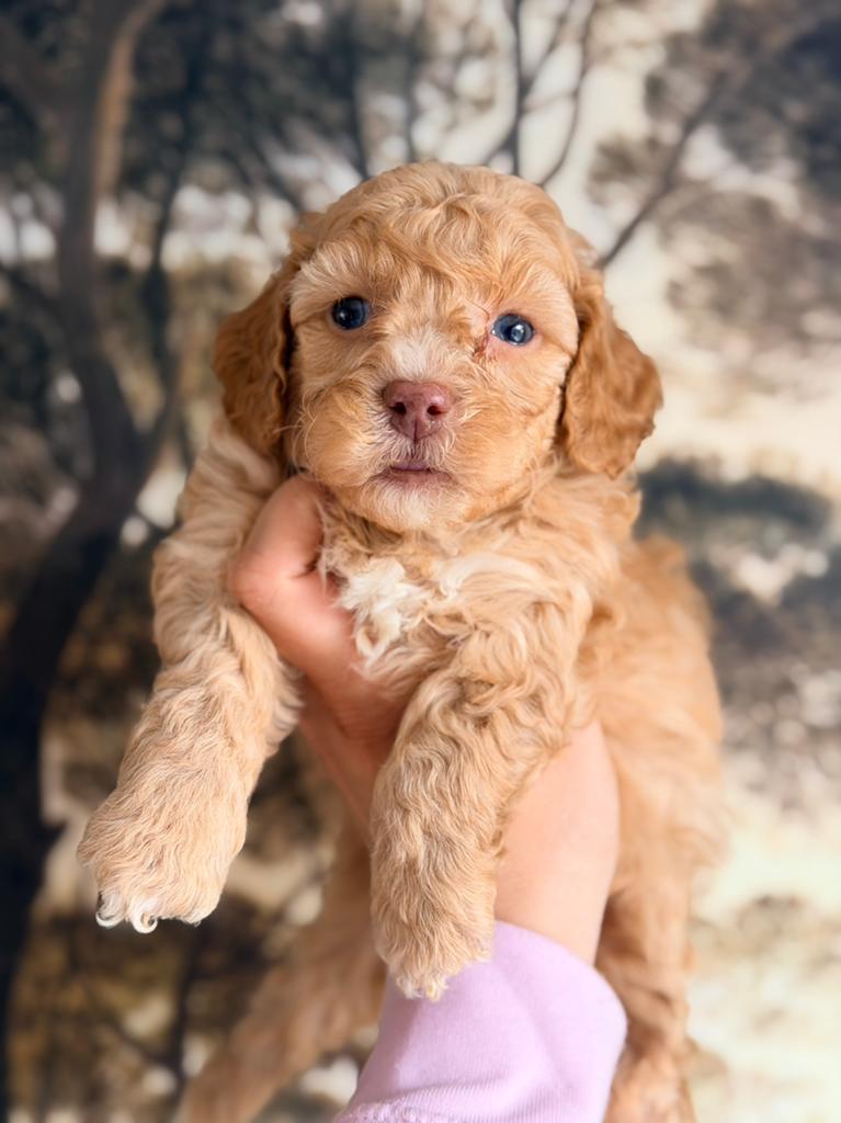 Prachtige mini labradoodle pups te koop!, Dieren en Toebehoren, Parvo, Overige rassen, 8 tot 15 weken, Meerdere