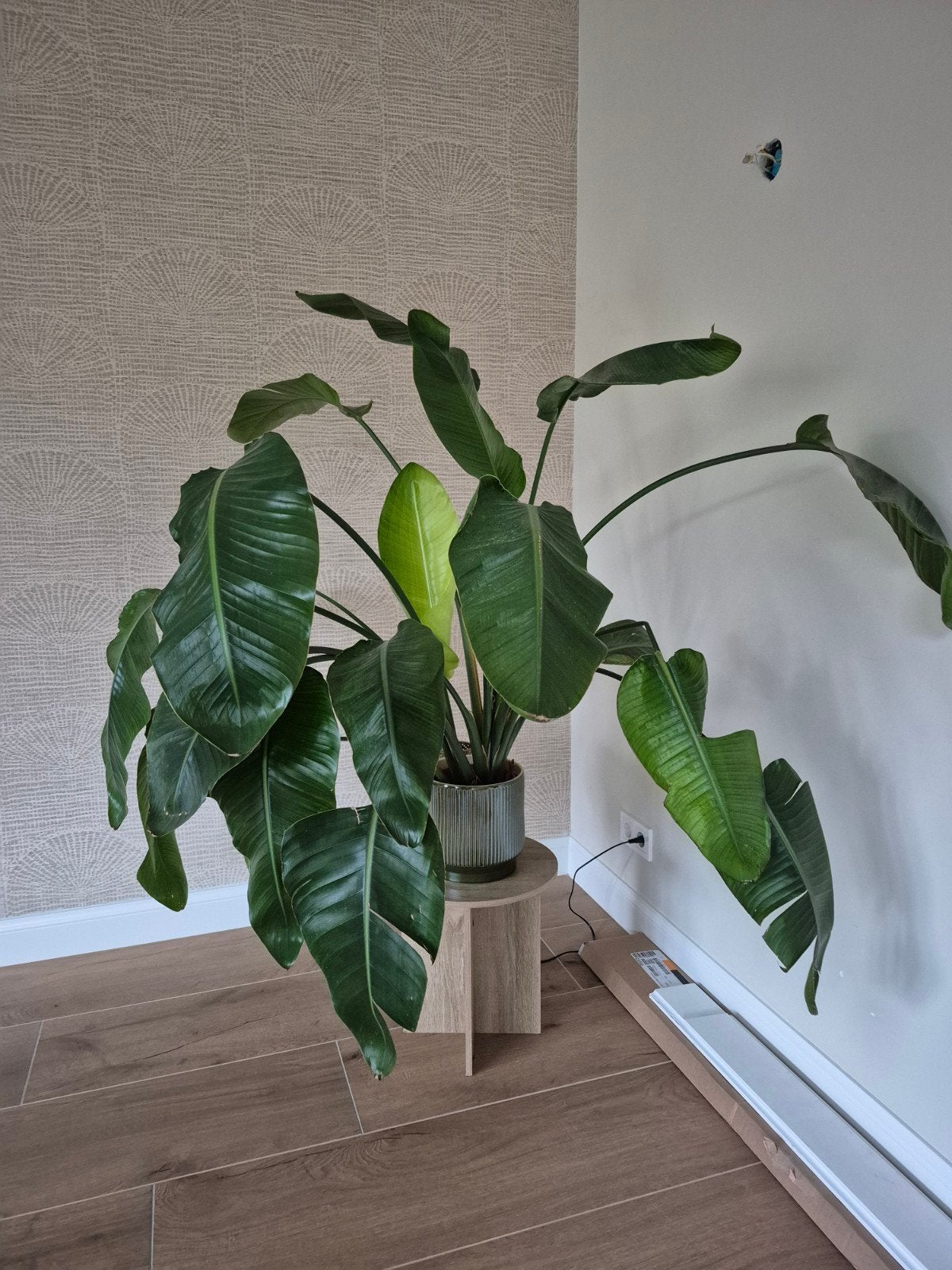 Grote Strelitzia Nicolai - Paradijsvogelplant, Huis en Inrichting, Ophalen, Overige soorten, Halfschaduw, In pot