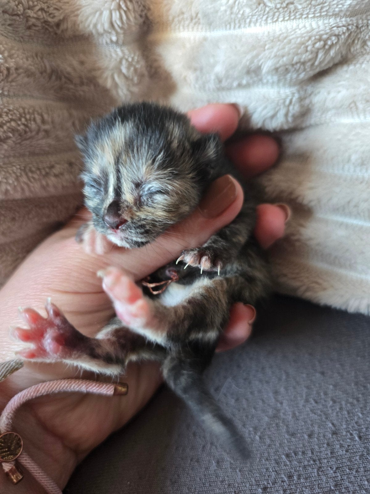 Kittens te koop.