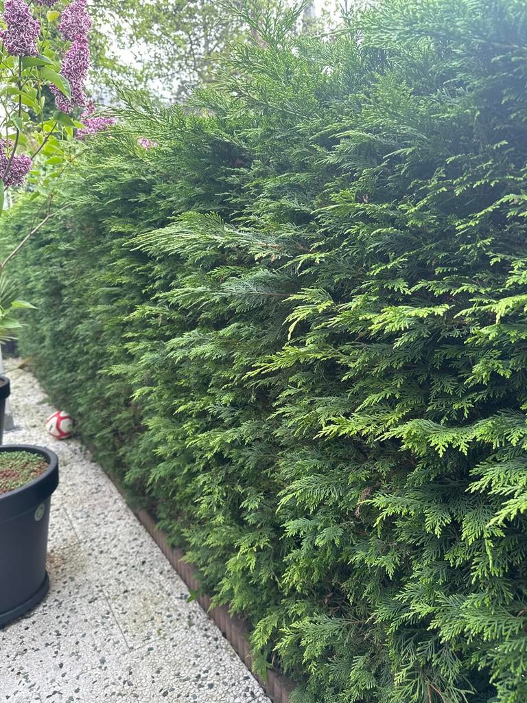 Coniferen haag - 7 meter lang, Vaste plant, Bloeit niet, Halfschaduw, Ophalen