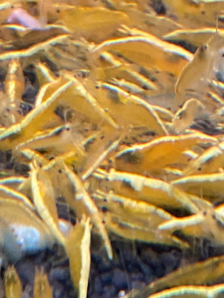 Yellow Fire backstripe, Neocaridina, Kreeft, Krab of Garnaal, Zoetwatervis
