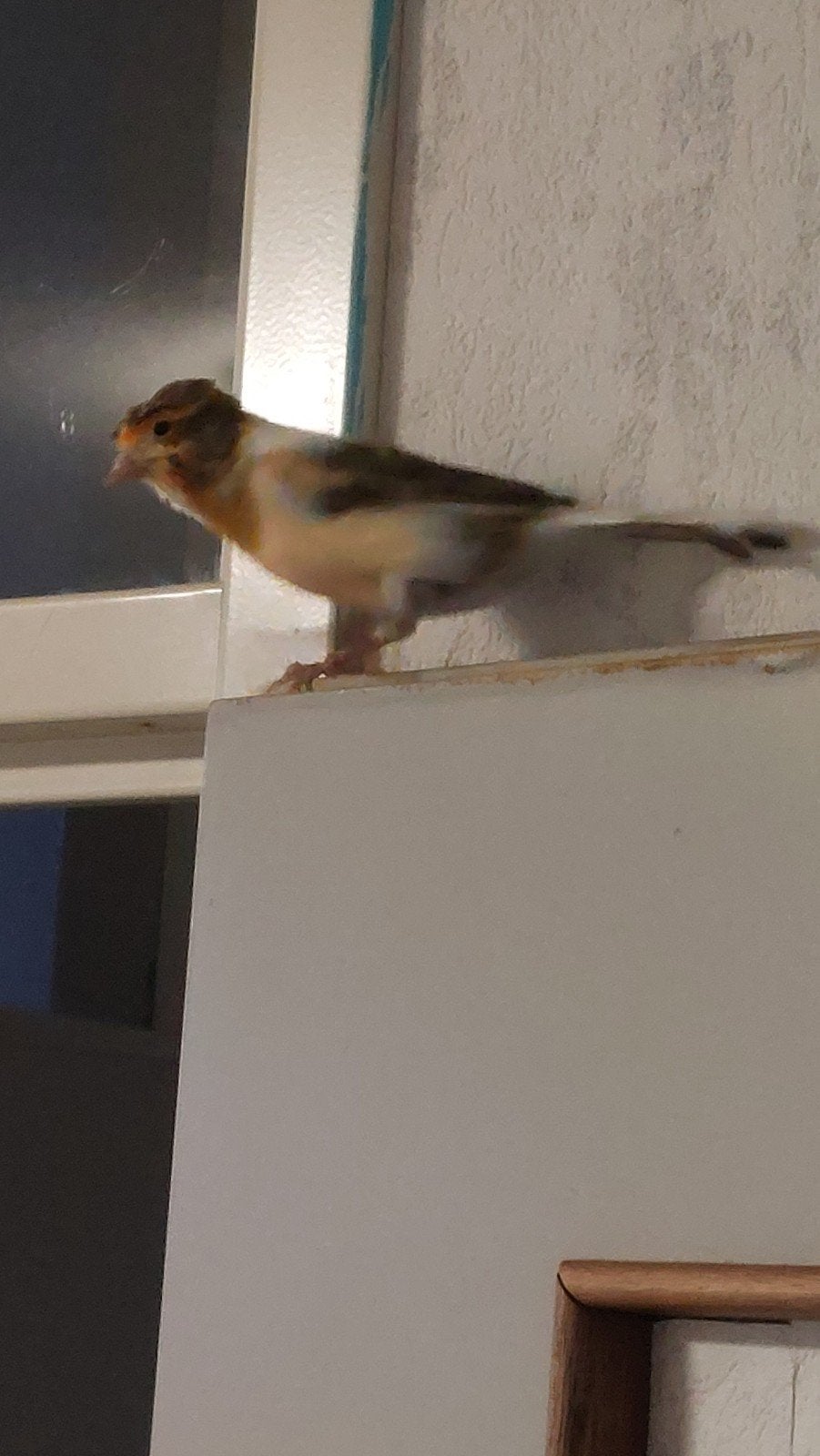 Te koop mooie kuif kanarie harlekijn man, Dieren en Toebehoren, Vogels | Kanaries, Mannelijk
