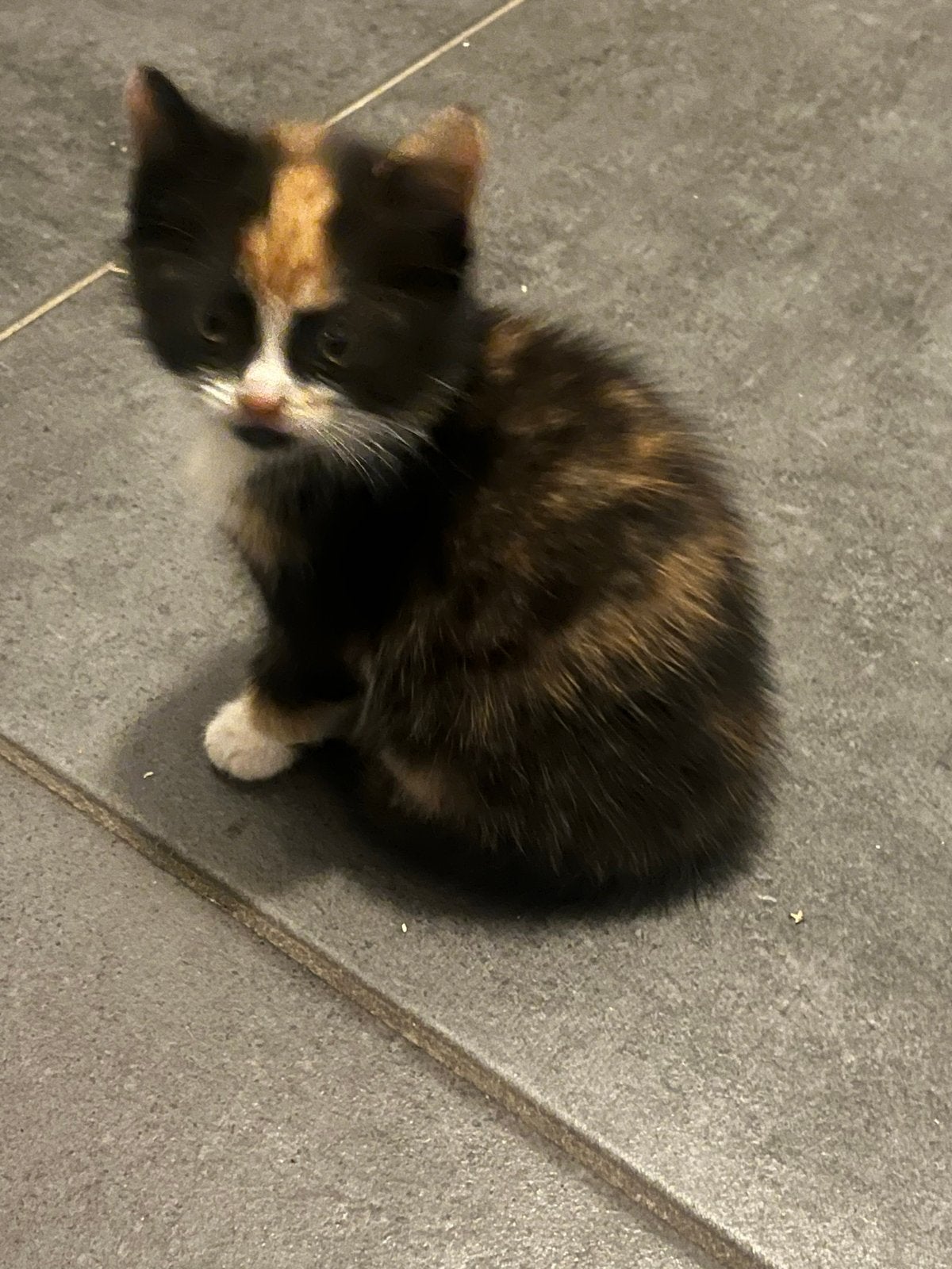 Kittens, Dieren en Toebehoren