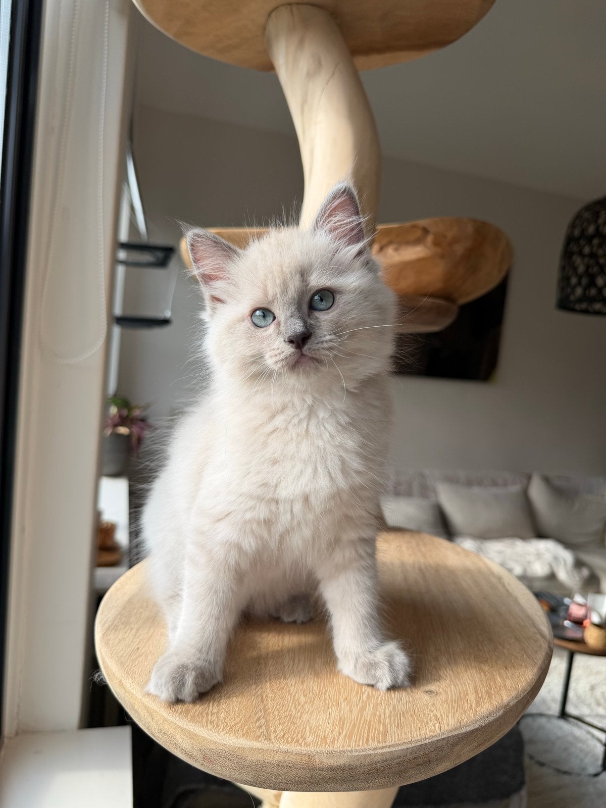 Prachtige Ragdoll kittens, Meerdere dieren