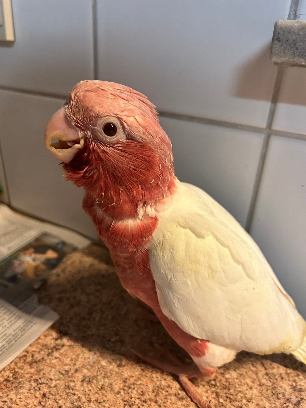 Lutino Rosé kaketoe, zwartkop caique,Alexander parkiet, Mannelijk, Papegaai, Pratend