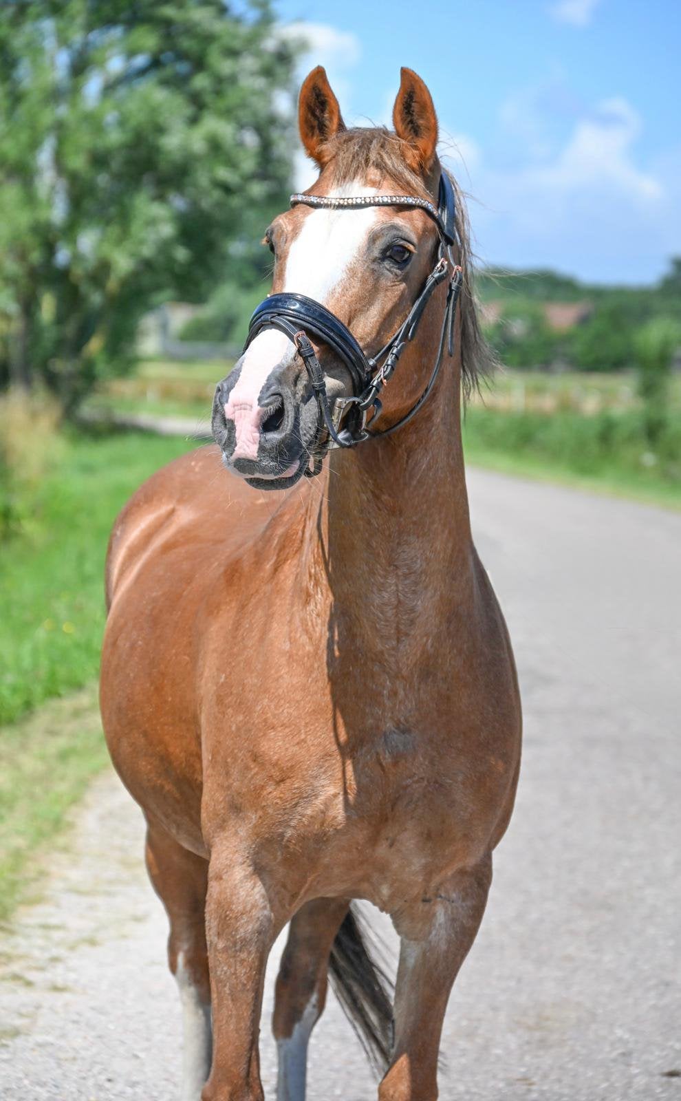Super lieve en mega brave D pony (bomproef), Dieren en Toebehoren, Pony's, Merrie, 0 tot 2 jaar