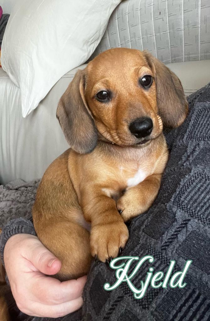 Teckel reutjes met stamboom(nu met foto’s per pup), Parvo, Reu, 8 tot 15 weken, Korthaar