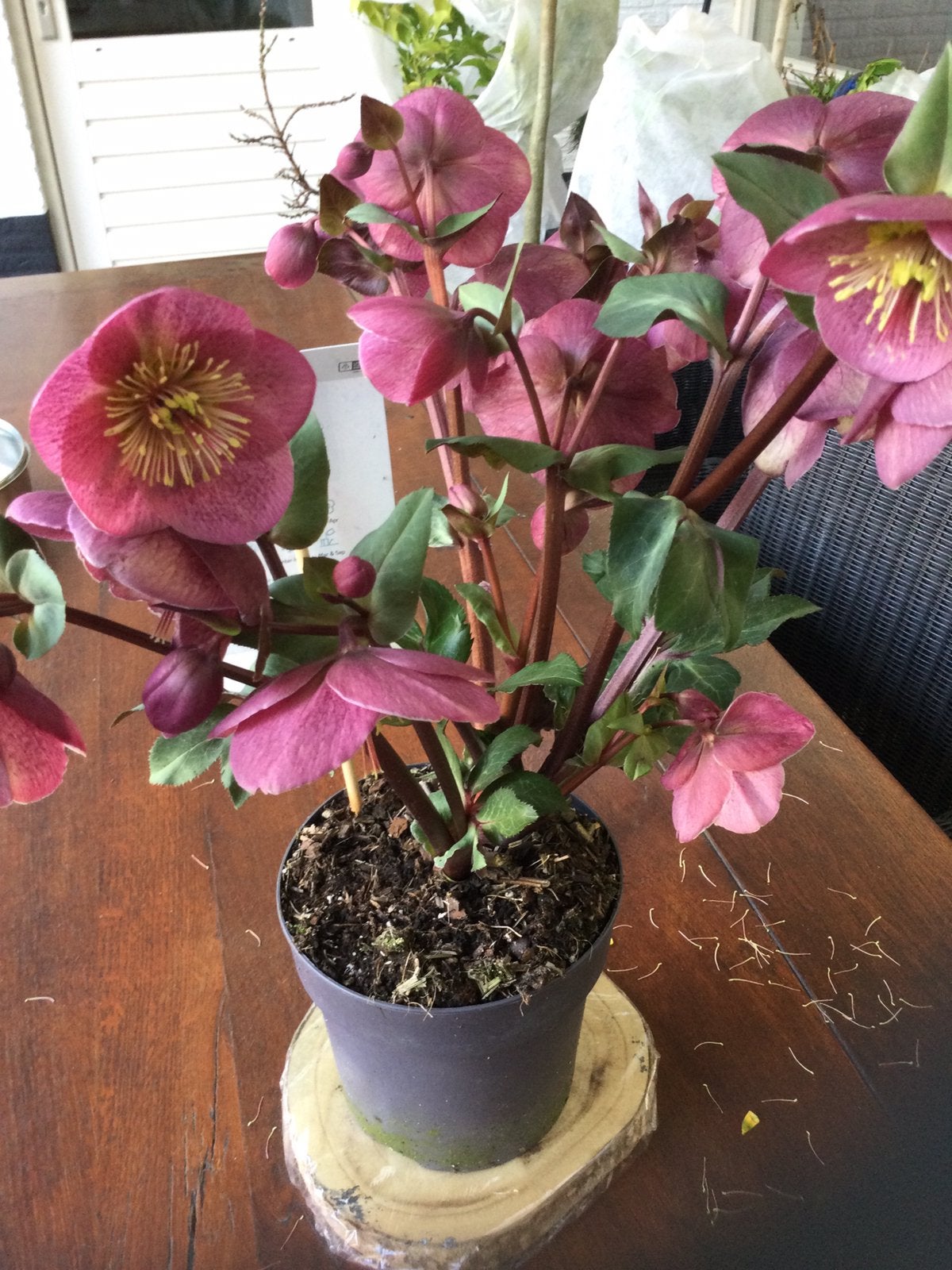 Zaailingen rode Helleborus €1,00 per potje, Ophalen of Verzenden