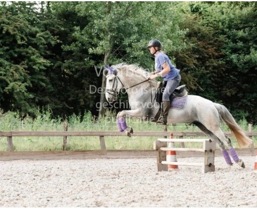 Superlieve cruzado (lusitano ) merrie, Dieren en Toebehoren, Pony's, Merrie