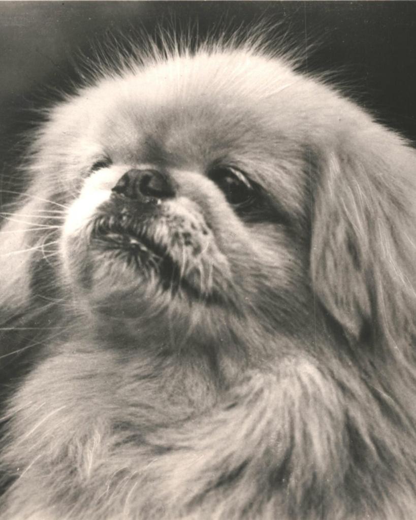 967449	pekingees  Hond	Hondje	Nette oude kaart Onbeschreven, Ophalen of Verzenden, 1920 tot 1940, Ongelopen, Hond of Kat