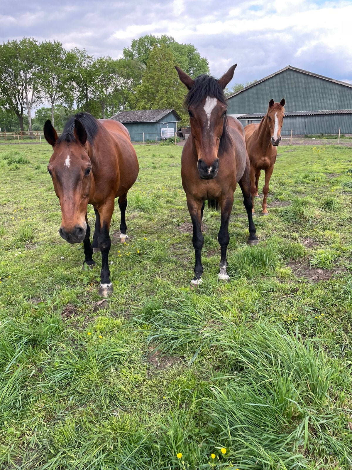 Fijn recreatiepaard gezocht 🐴, Recreatiepaard