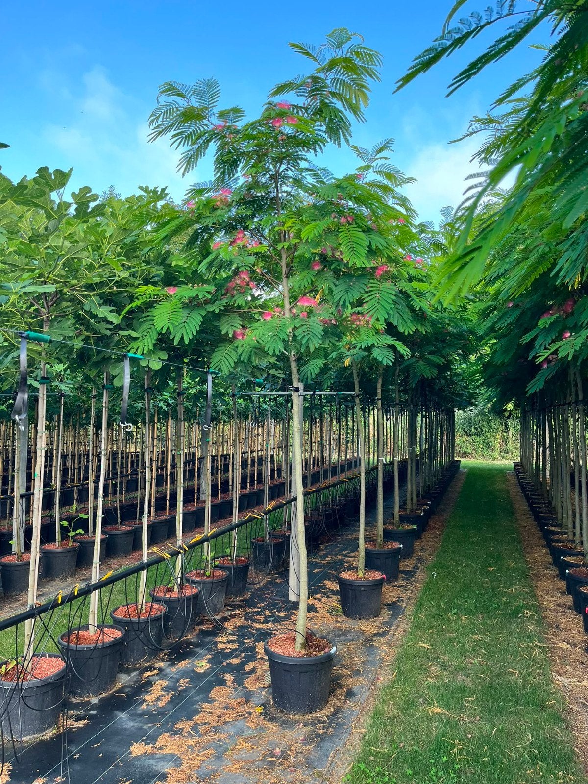Albizia julibrissin 'Rouge de Tuilière' 🍀🌺, Ophalen, Volle zon, Overige soorten