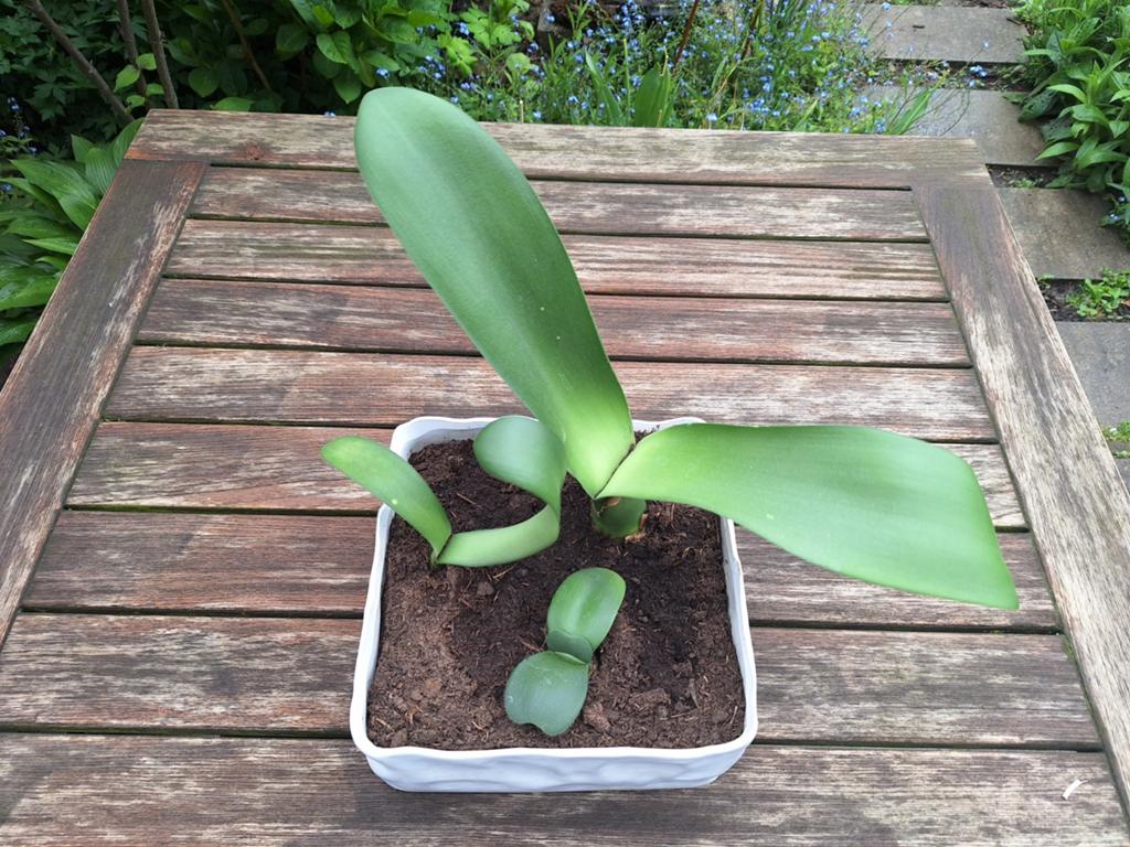 Poederkwast - Haemanthus albiflos, Ophalen, Overige soorten, Halfschaduw
