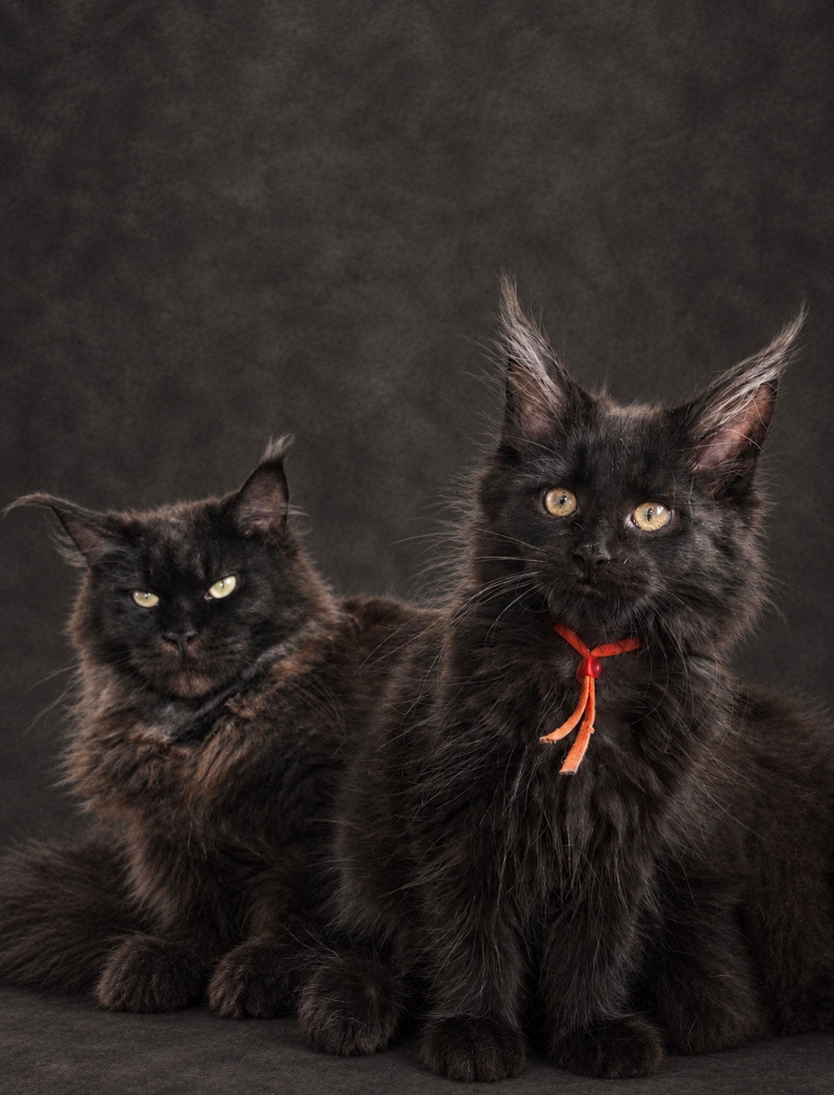 Maine Coon kittens, solid black, Poes, Met stamboom