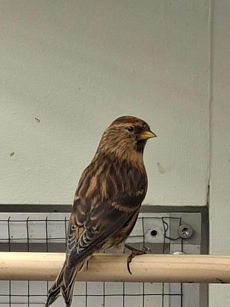 Barmsijs tekoop de laatste, Dieren en Toebehoren, Vogels | Overige Vogels, Meerdere dieren