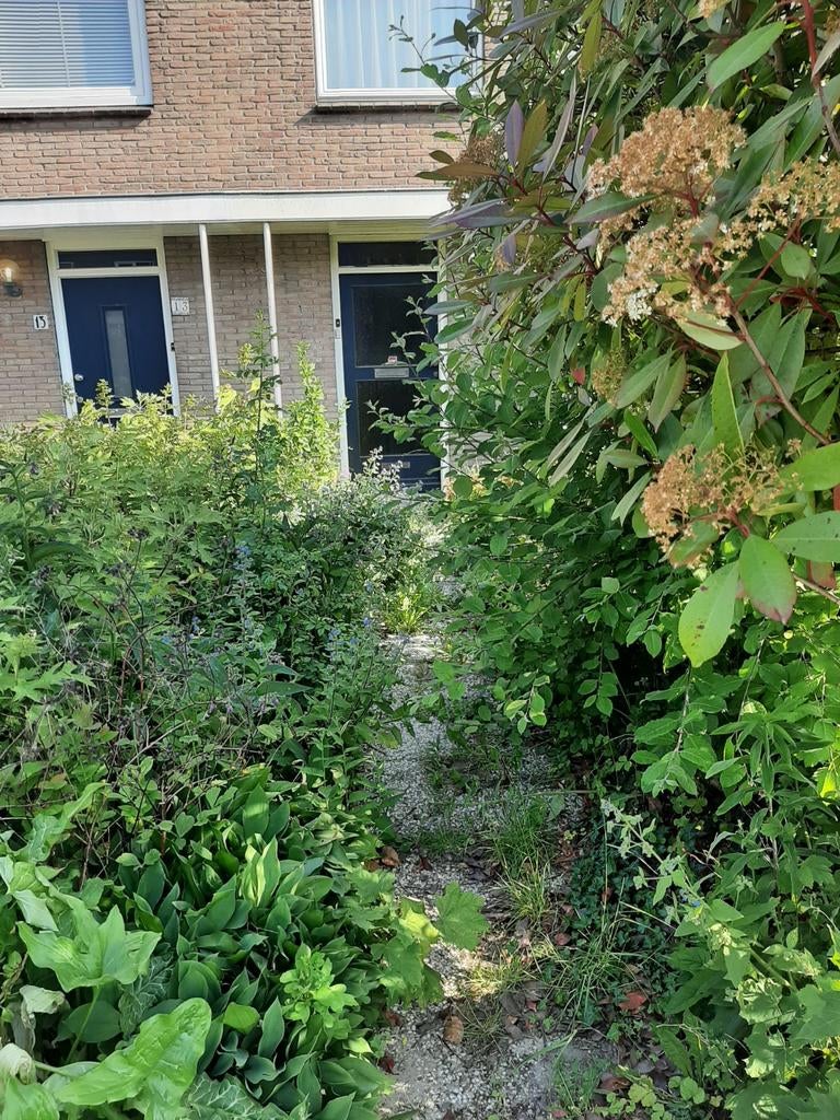 Lichte tuin/terras/snoei werkzaamheden, Diensten en Vakmensen, Tuinonderhoud of Snoeiwerk