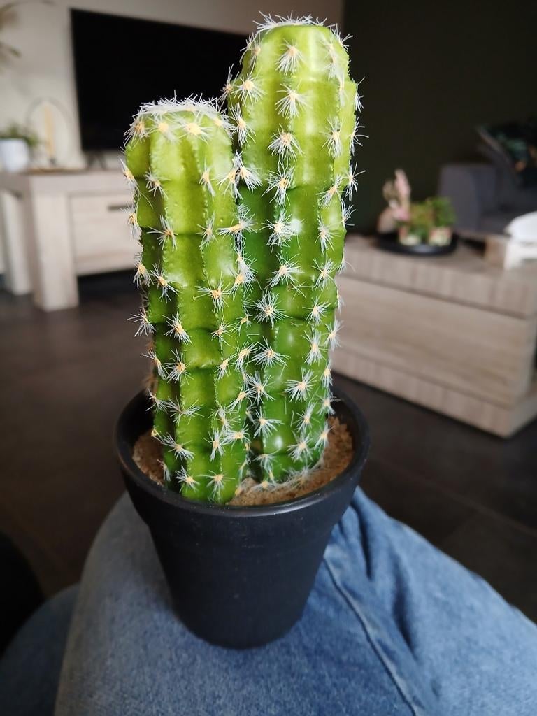 Nep cactus, Huis en Inrichting, Ophalen, Cactus