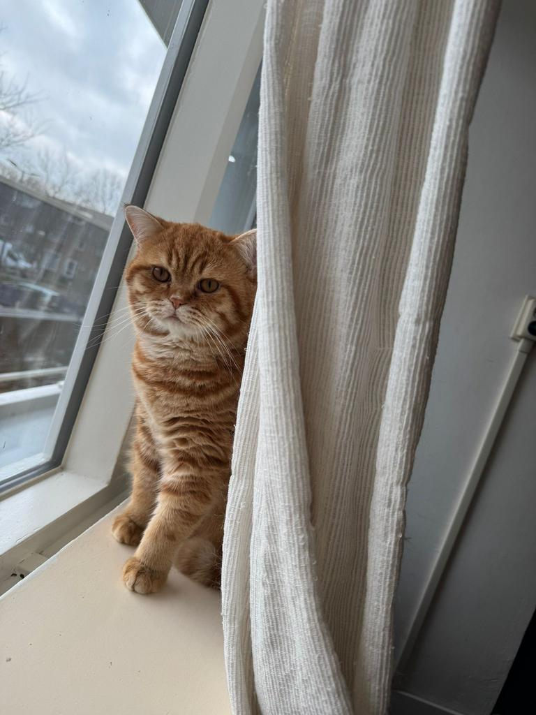 Britse Korthaar kat, Dieren en Toebehoren, Katten en Kittens | Raskatten | Korthaar, Poes, Ontwormd, 0 tot 2 jaar