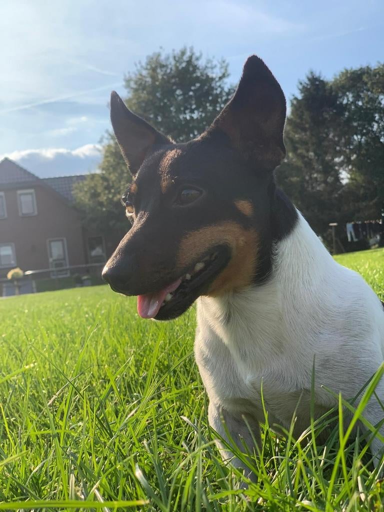 Dekreu Jack Russel, Dieren en Toebehoren, Honden | Dekreuen, Parvo, Reu, 1 tot 2 jaar, Eén hond